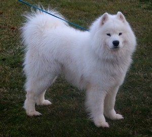 Why We Do Samoyed Rescue