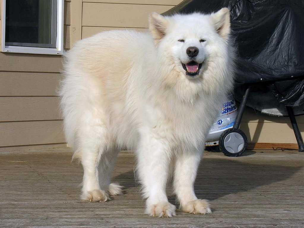 samoyed rescue