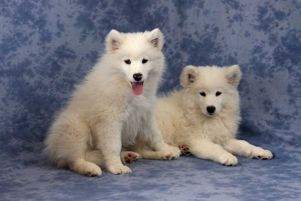 080209-Puppies