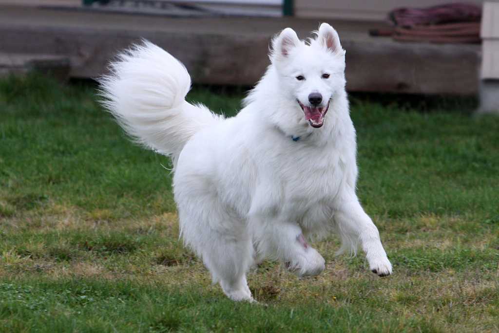 081231-Nanook