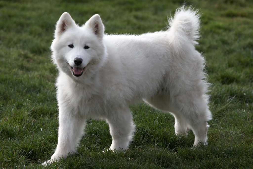 Home - Northwest Samoyed Rescue